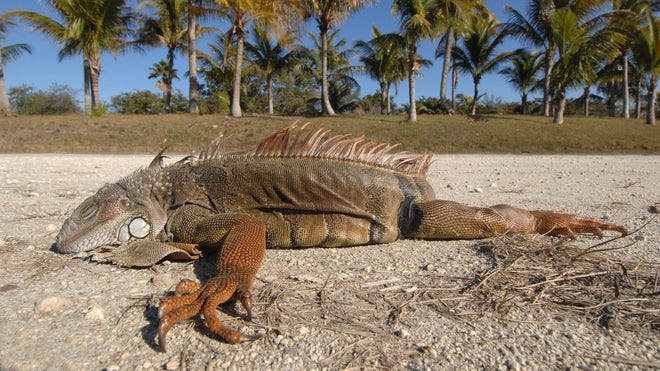 That's One Chilly Iguana